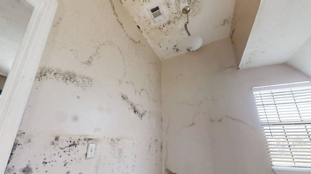 Dehumidification Services in Sioux City, IA