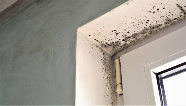 Best Commercial Mold Inspection  in Sioux City, IA