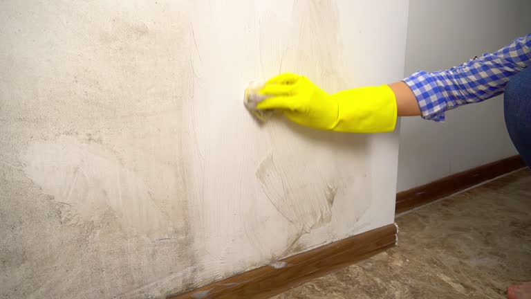 Reliable Sioux City, IA Mold Removal Solutions