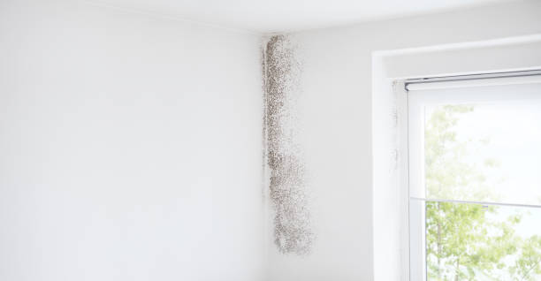 Best Air Quality Testing for Mold Spores  in Sioux City, IA