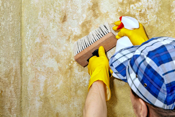Best Mold-Related Health Consultation  in Sioux City, IA