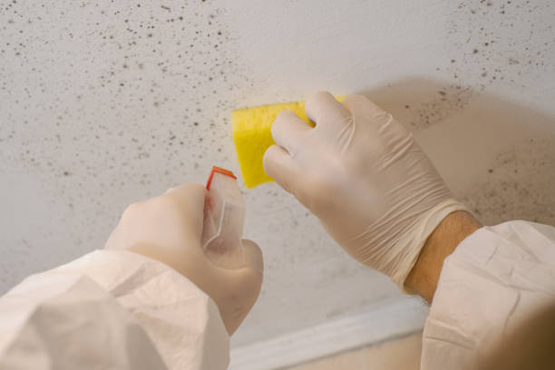 Best Forensic Mold Investigation  in Sioux City, IA