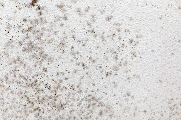 Best Biohazard Mold Removal  in Sioux City, IA