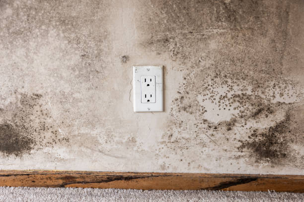Best Post-Construction Mold Inspection  in Sioux City, IA