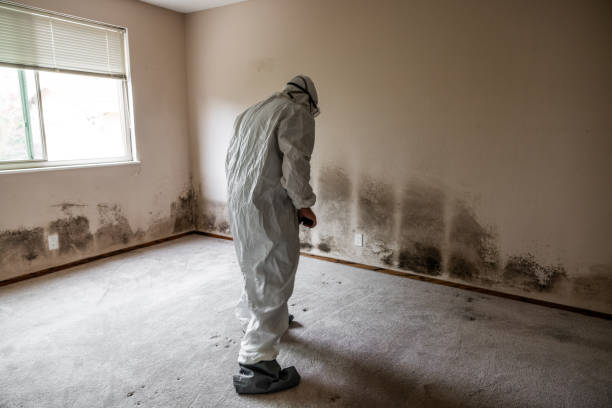 Best Emergency Mold Remediation  in Sioux City, IA