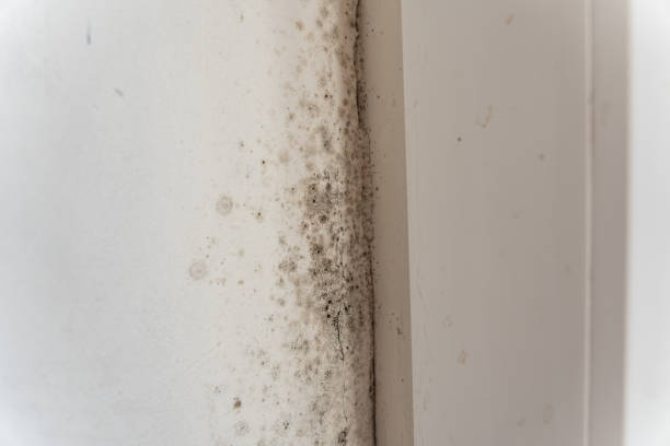 Best Basement Mold Removal  in Sioux City, IA