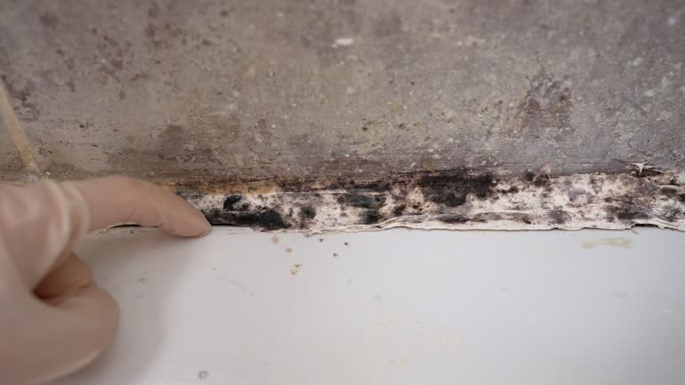 Best Mold Documentation for Insurance Claims  in Sioux City, IA